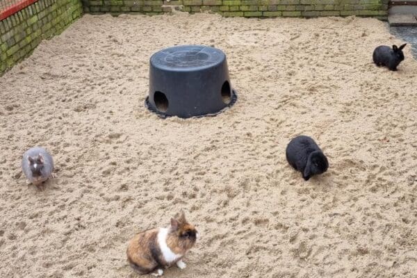 Samenwerking tussen Speelboerderij Binky en Dierenbescherming Apeldoorn