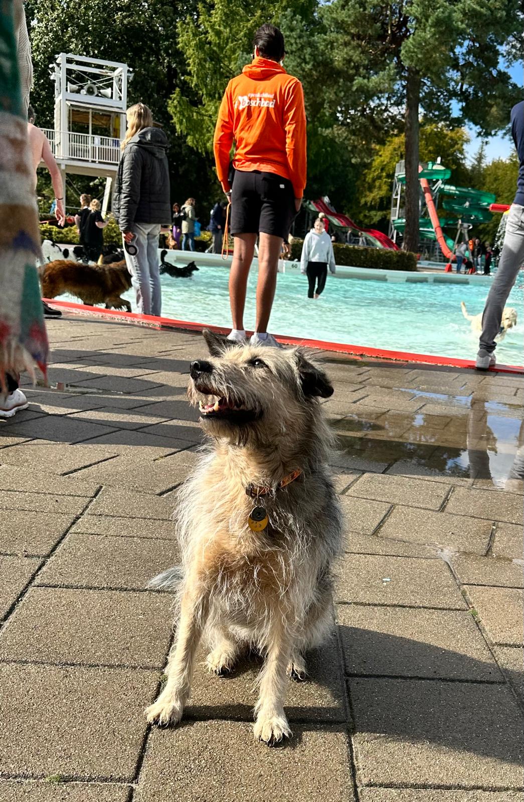 Hond bij het recreatiebad van Boschbad