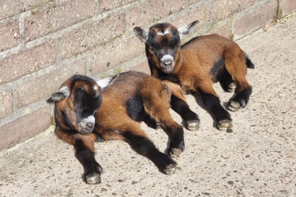 Het geboorteseizoen bij Speelboerderij Binky is van start!