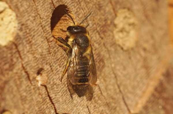 Bij op insectenhotel Kinderboerderij De Maten