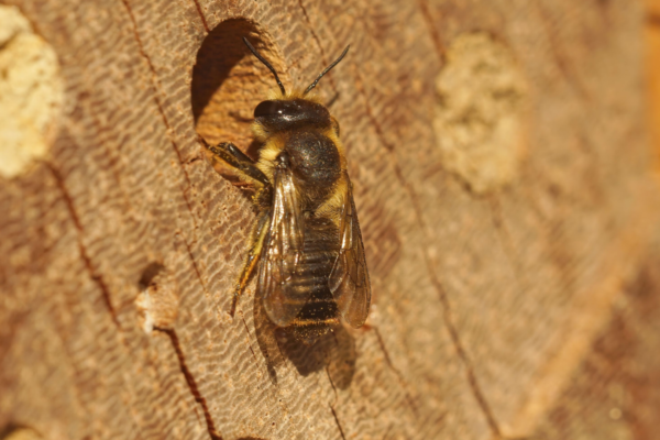 Bij op insectenhotel Kinderboerderij De Maten